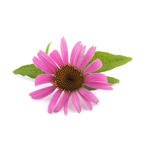 echinacea.jpg