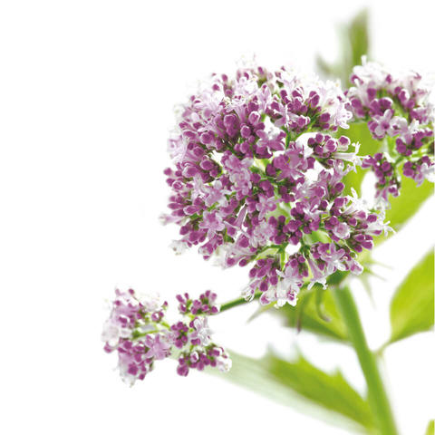 valeriana.jpg